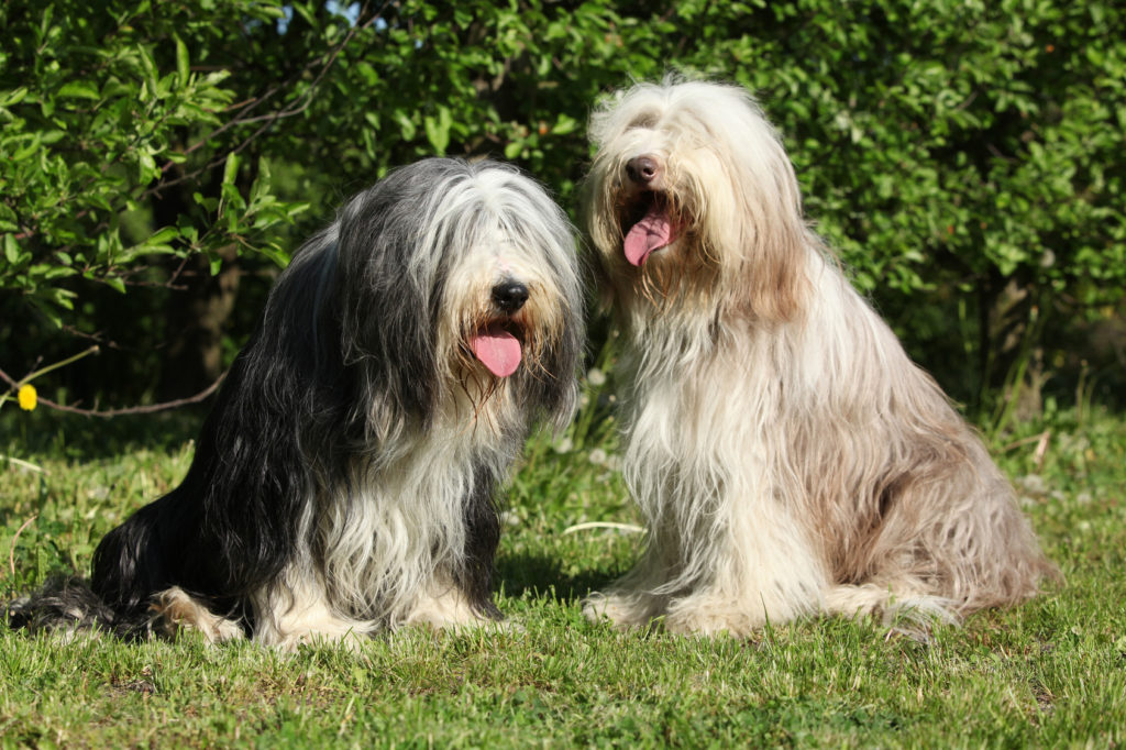 Bearded Collie