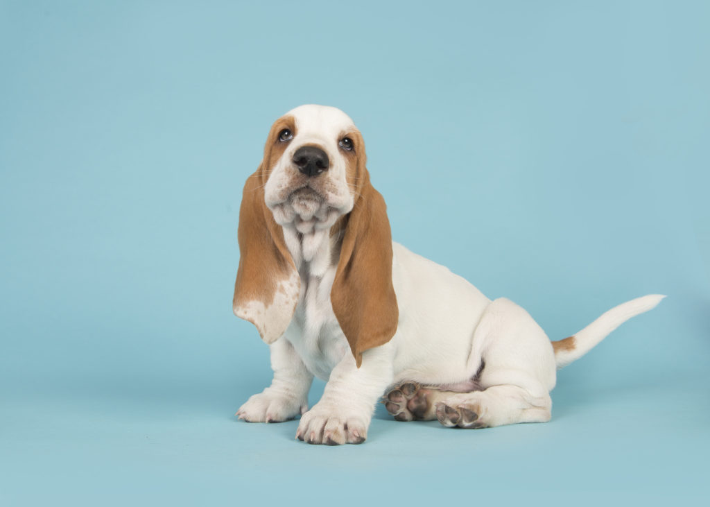 basset hound