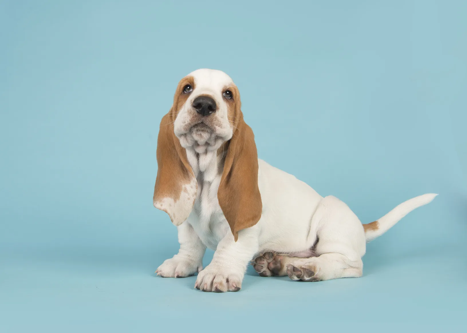 basset hound