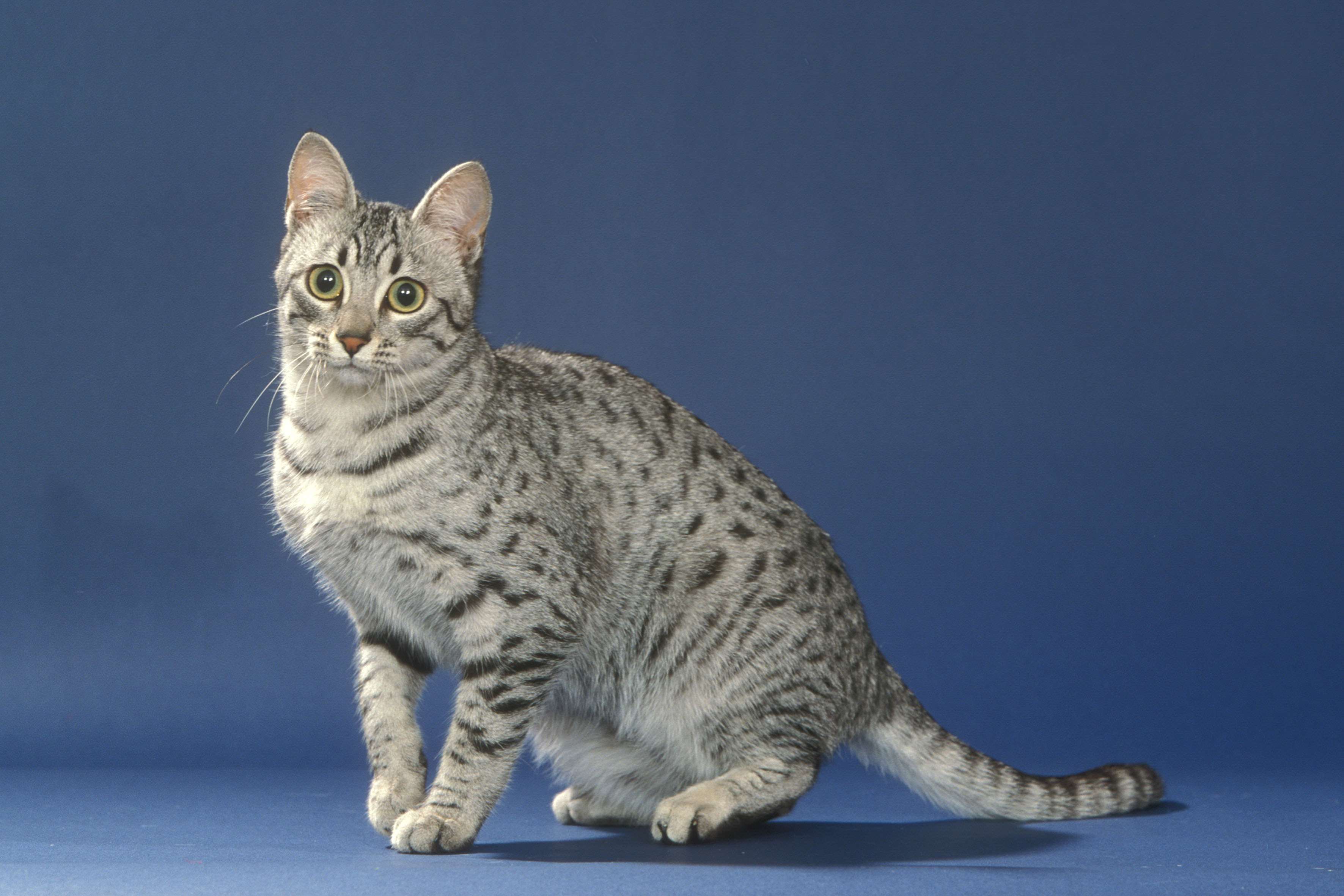 Egyptische Mau - Lees hier meer over deze kortharige kat