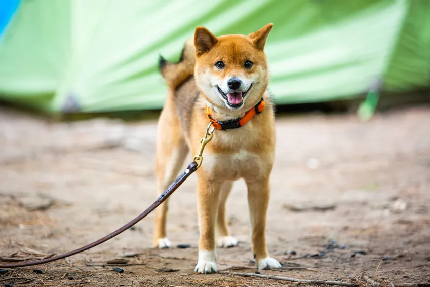 Shiba Inu aangelijnd