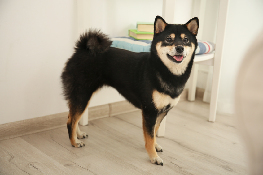 Shiba Inu black