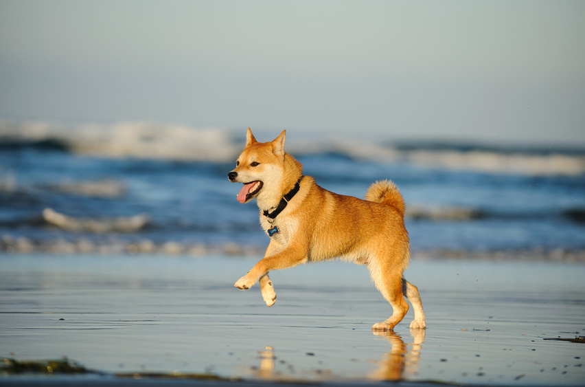 Shiba Inu op het strand