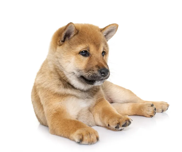 Shiba Inu puppy