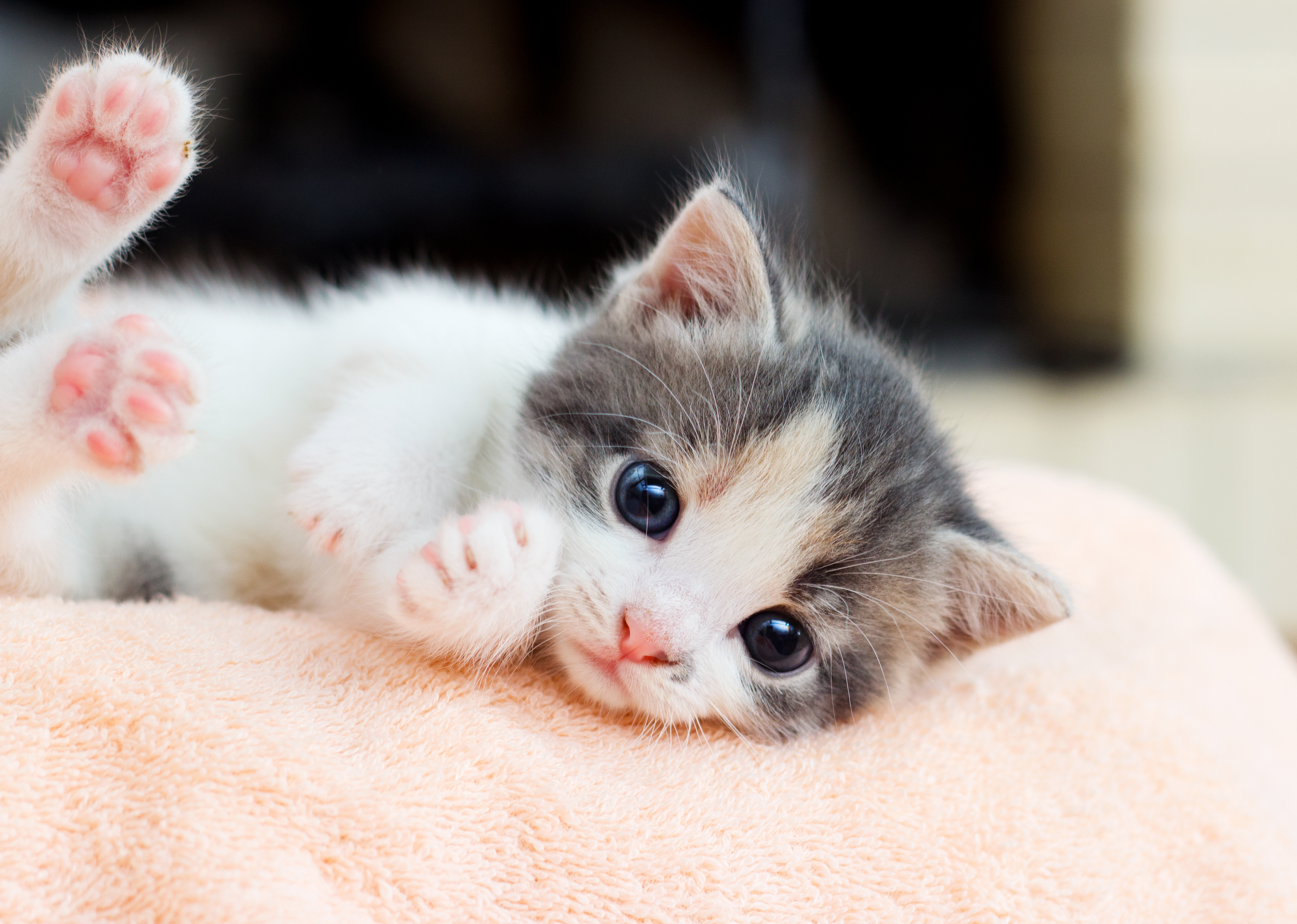 Recyclen Klap Notitie Kittens acclimatiseren – basisuitrusting en tips voor beginners | zooplus