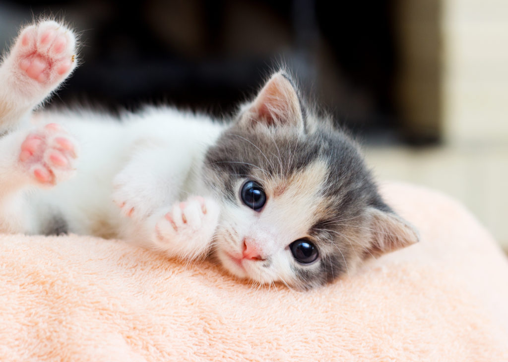 Kittens acclimatiseren basisuitrusting en tips voor beginners zooplus