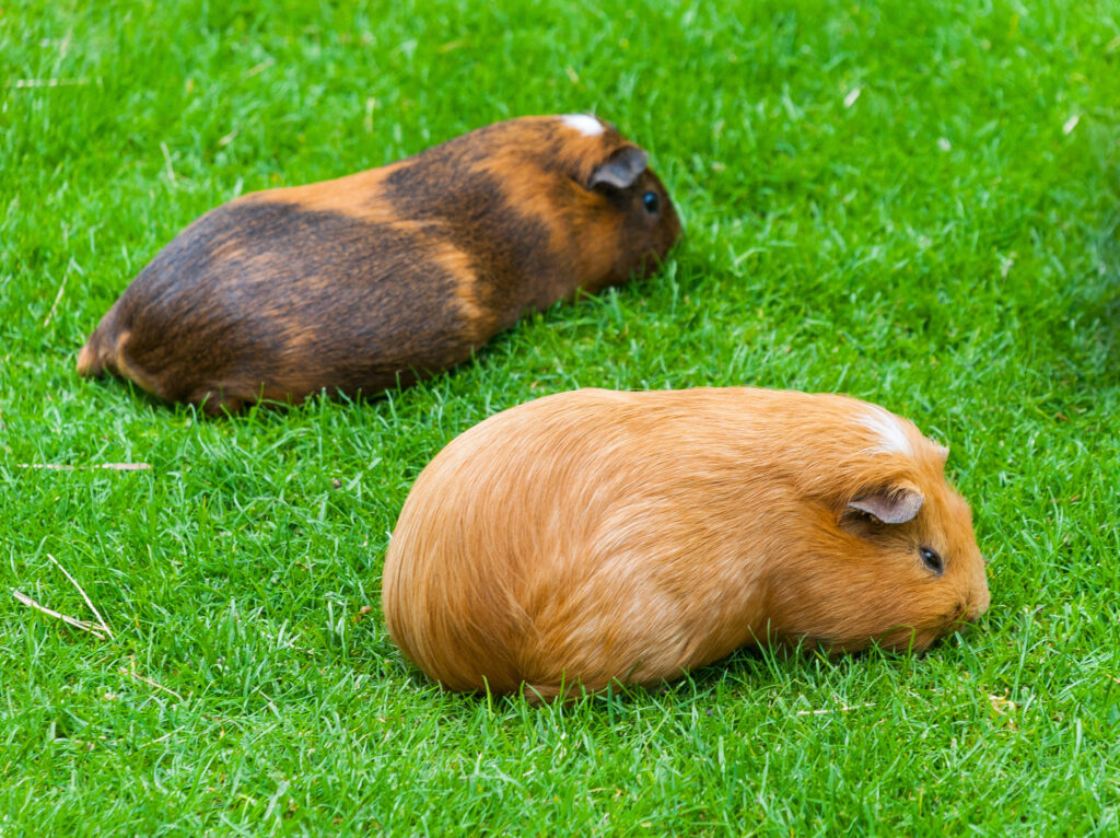 actie spanning Beweren Het buitenverblijf – uitloop voor konijn, cavia en andere dieren