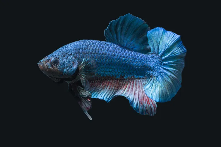 betta
