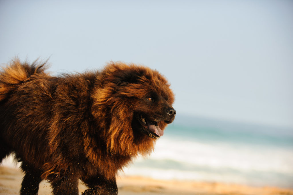 Chow-Chow