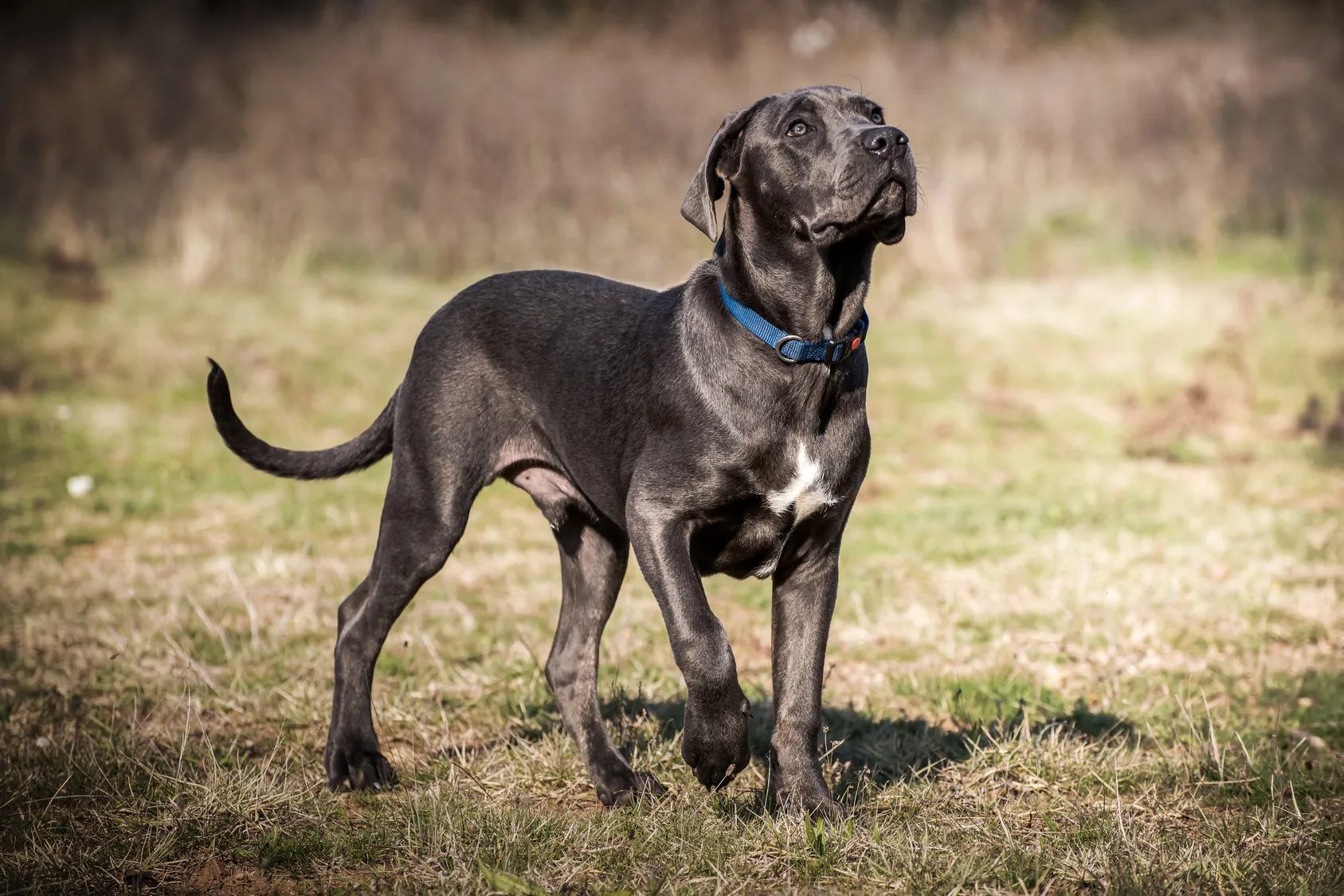 Cane Corso - Lees alles over dit speciale hondenras | zooplus