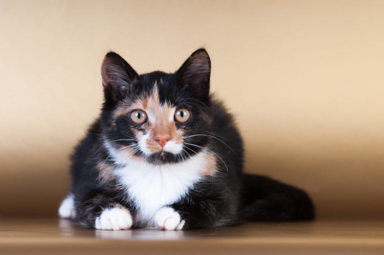 Kat Van De Fokker Of Uit Het Asiel De Verschillen Op Een Rijtje Zooplus