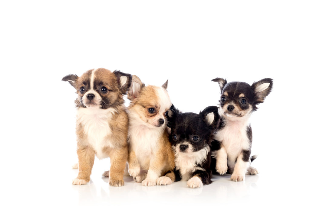 Chihuahua Chihuahua