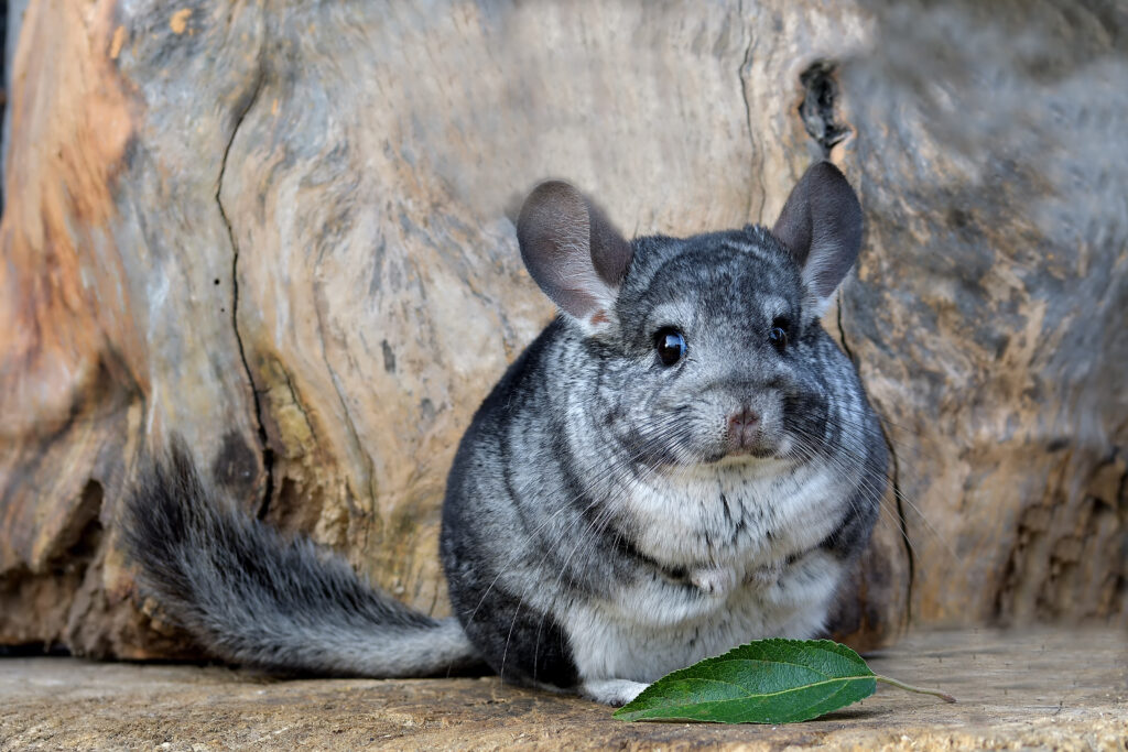 chinchilla