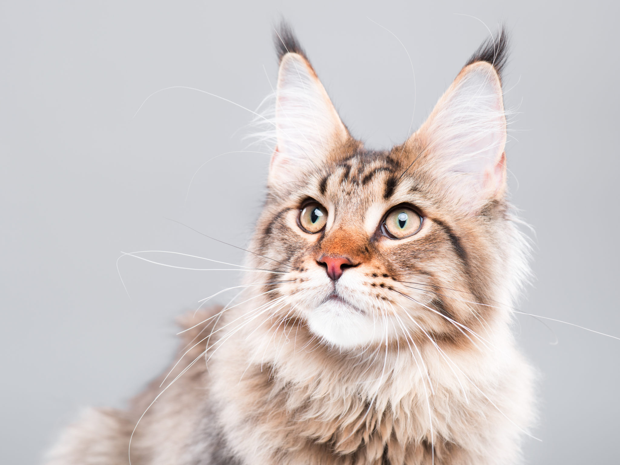 erwt snap Doe herleven Kattenleeftijd - Leer meer over de leeftijd van katten | zooplus