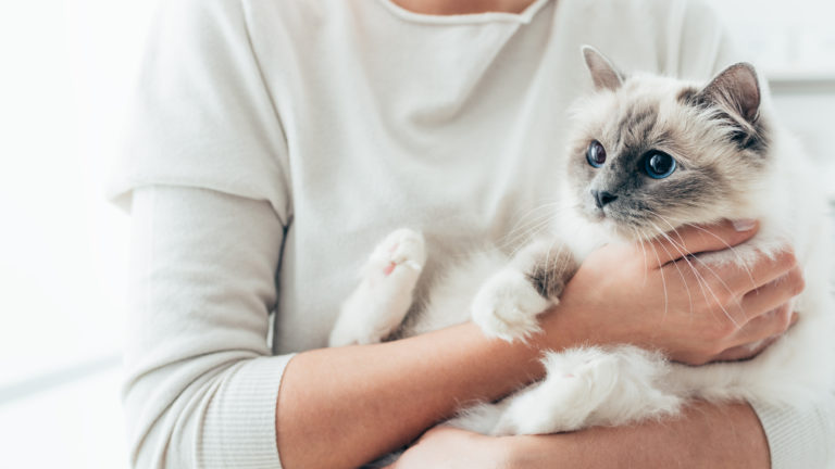 Gezonde kattenbotten