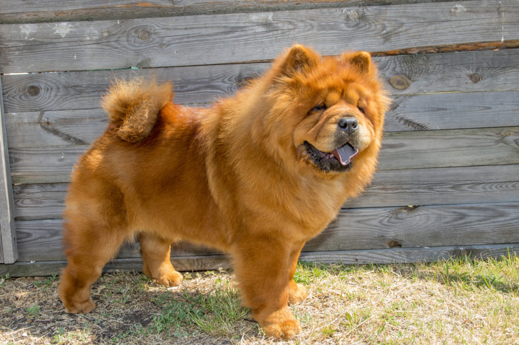 Chow Chow Lees Alles Over Dit Unieke Hondenras Zooplus Chow Chow Lees Alles Over Dit Unieke Hondenras Zooplus