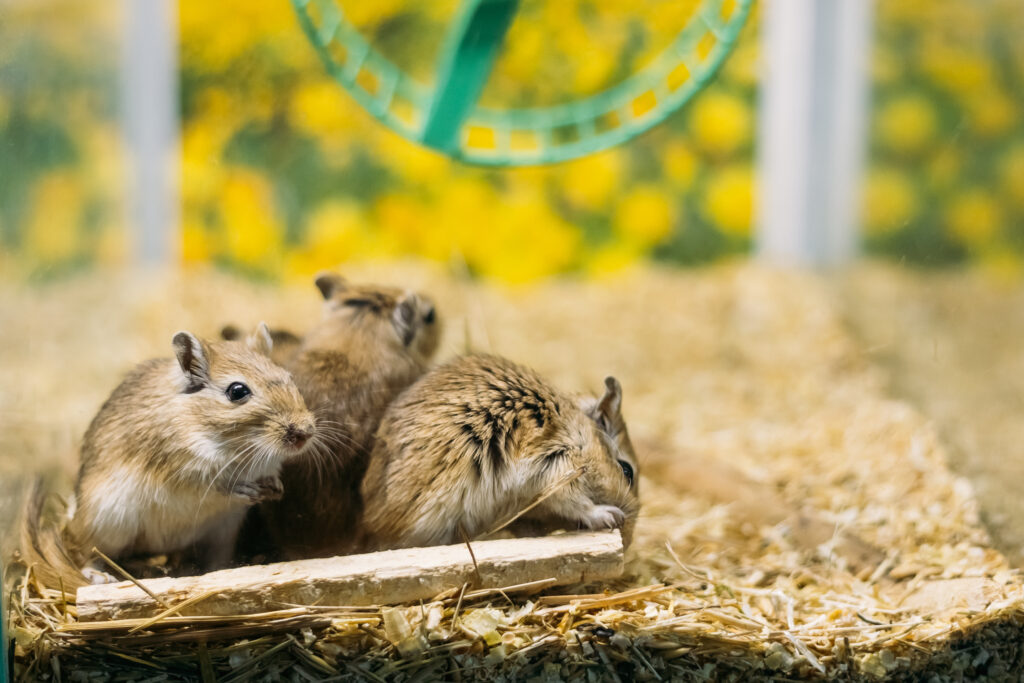 gerbil_gruppe Mongoolse gerbil