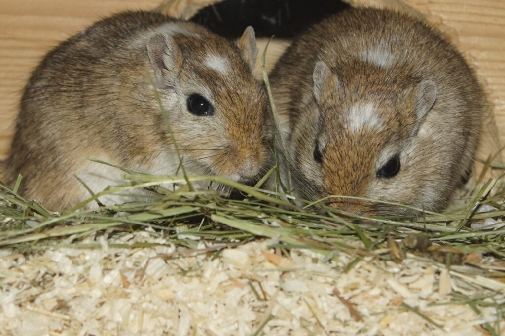 gerbil_nahrung Mongoolse gerbil
