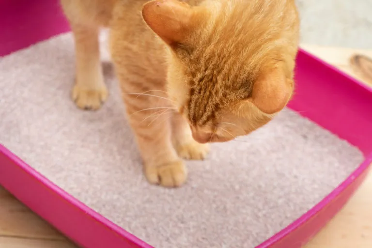 Kattenbak met kap of zonder kap