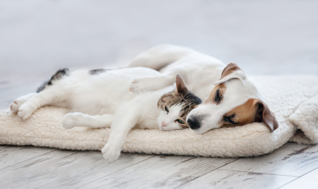 samenleven van honden en katten