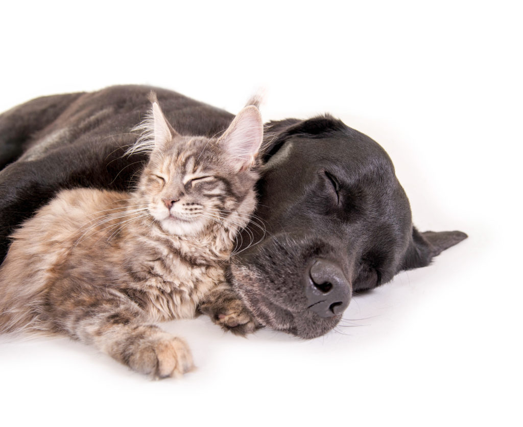 samenleven van honden en katten