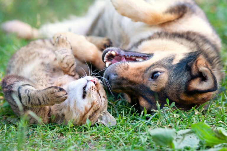 Kattenbezitter versus hondenbezitter