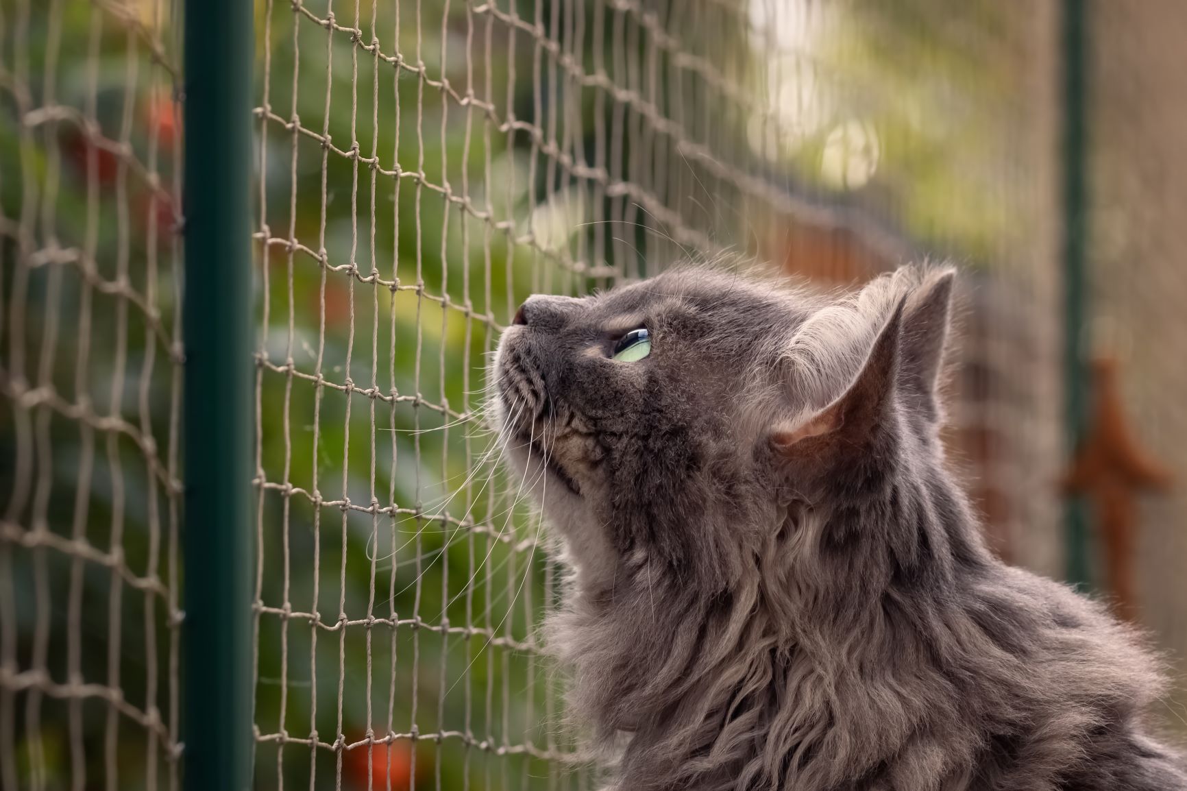 krullen Uil Dor Een veilig balkon voor jouw kat | zooplus Magazine