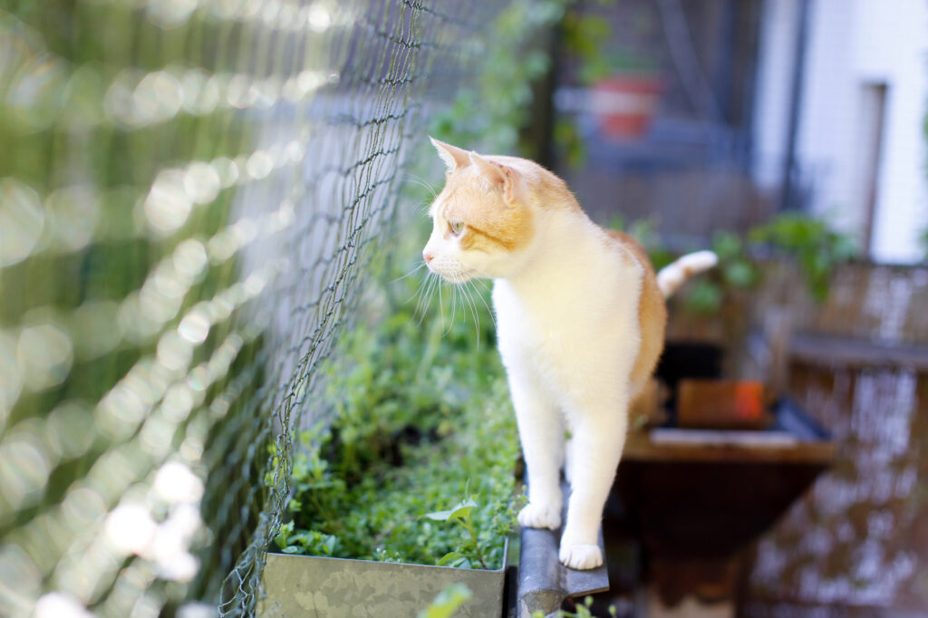 kat kijkt door net op balkon