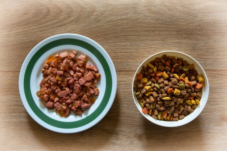 passend Orthodox Fondsen Droog- of natvoer voor katten? - Lees er hier meer over | zooplus