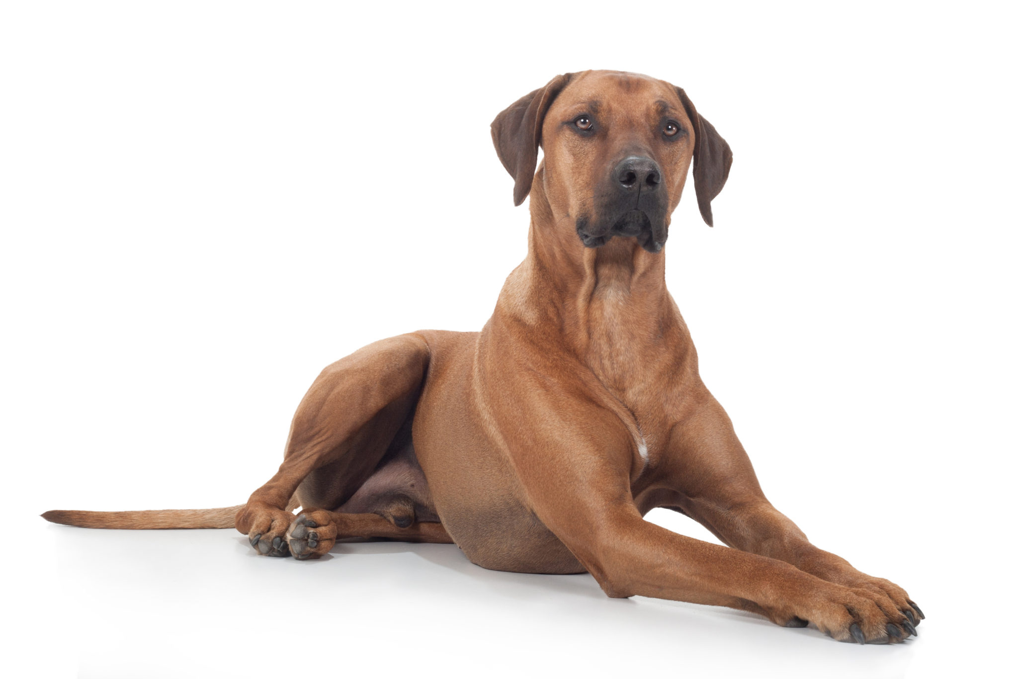 Literaire kunsten Winderig Vooraf Rhodesian Ridgeback - Kom alles te weten over dit hondenras | zooplus