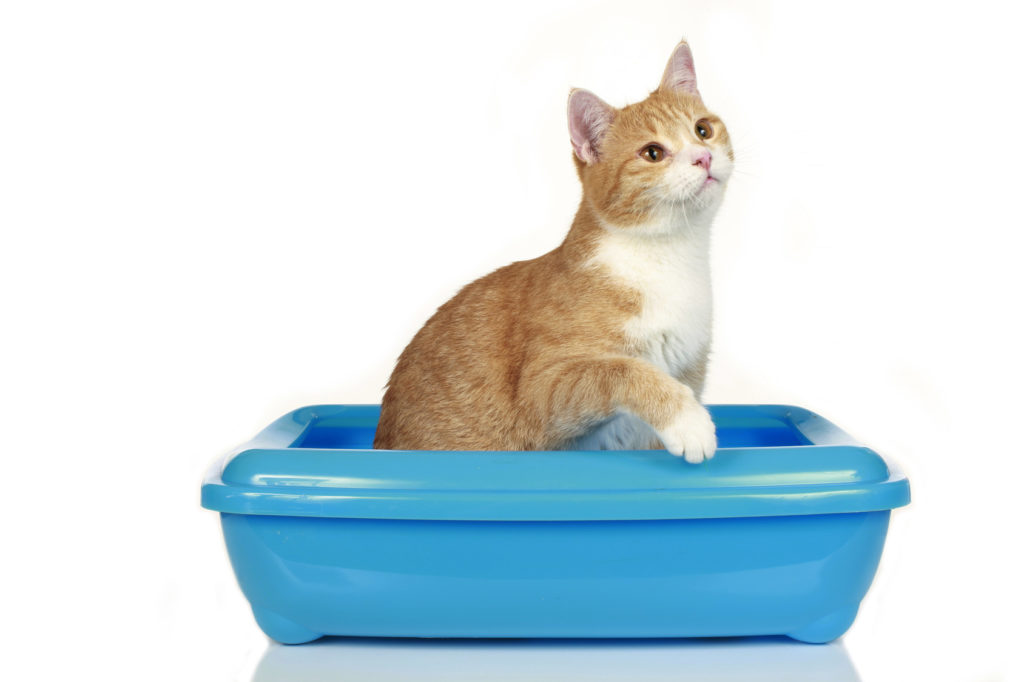 open kattenbak open kattenbak