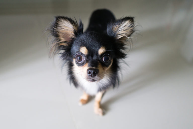 Chihuahua Ontdek het kleinste hondenras ter wereld zooplus