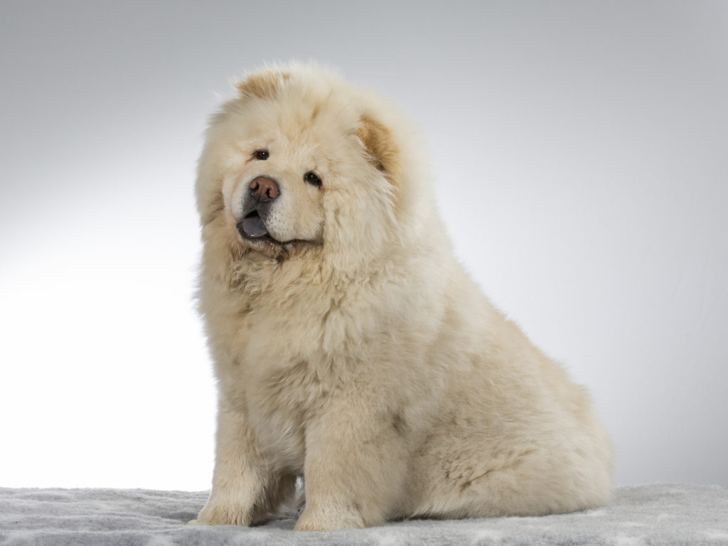 Chow-Chow