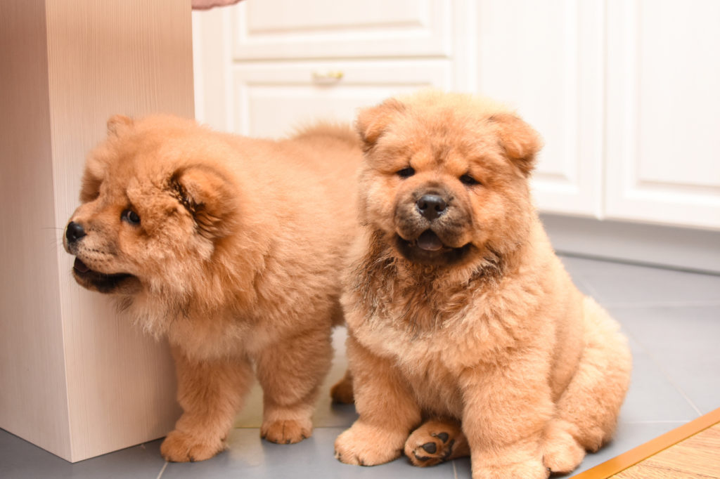 Chow-Chow Chow-Chow