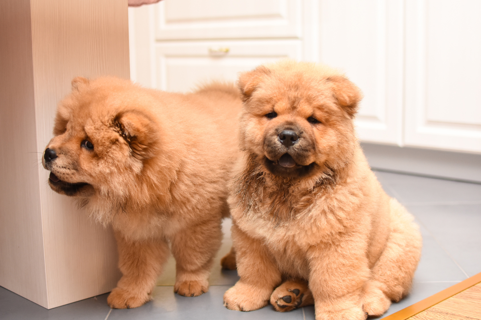 Chow Chow Lees Alles Over Dit Unieke Hondenras Zooplus Chow Chow Lees Alles Over Dit Unieke Hondenras Zooplus
