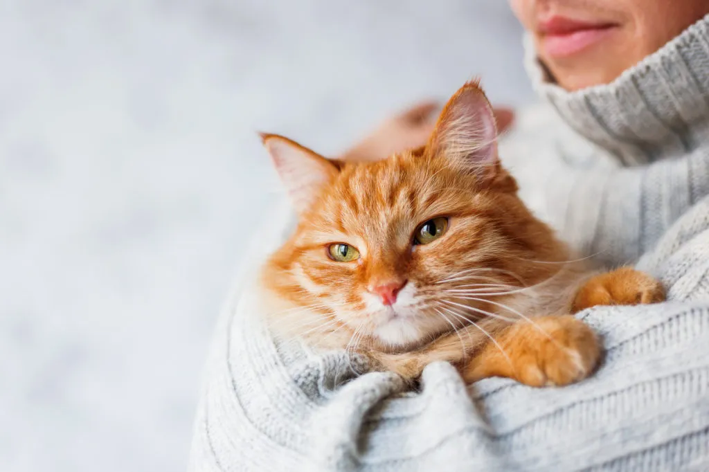 Rode kat in de armen van zijn baasje