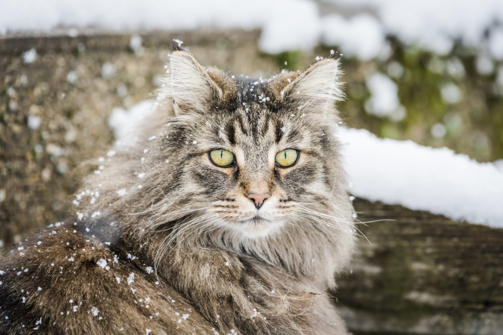 Noorse Boskat sneeuw