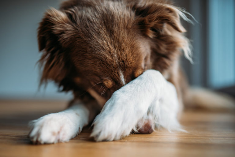 hond is bang voor vuurwerk