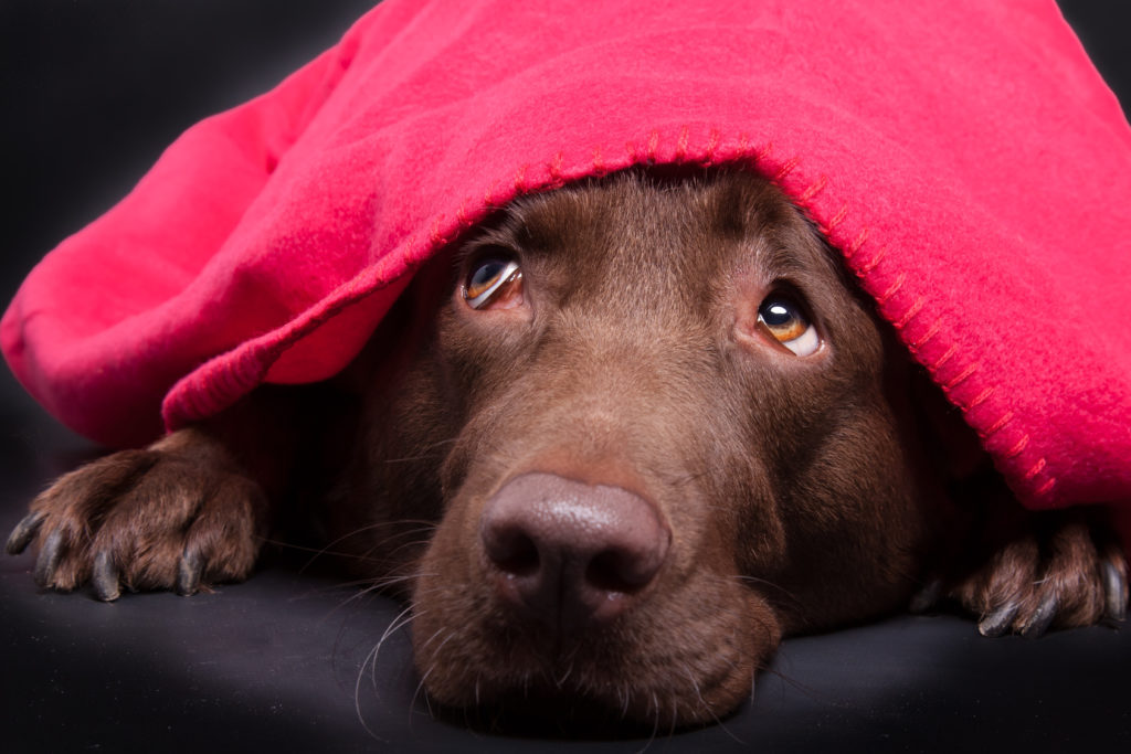 hond is bang voor vuurwerk