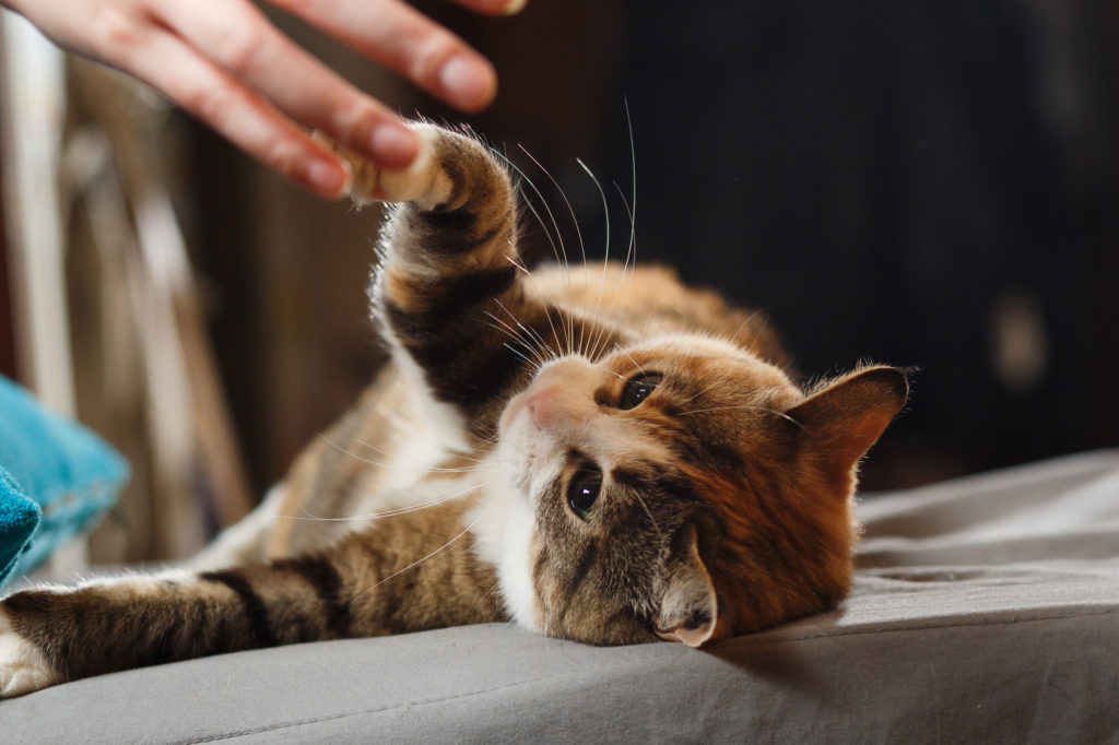 katze pföten geben Kat die poot geeft