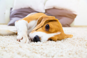 Obstipatie bij honden: Wat helpt uw viervoeter?