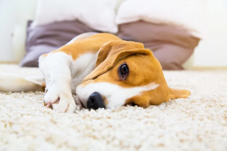 Hond met verstopping voelt zich niet lekker