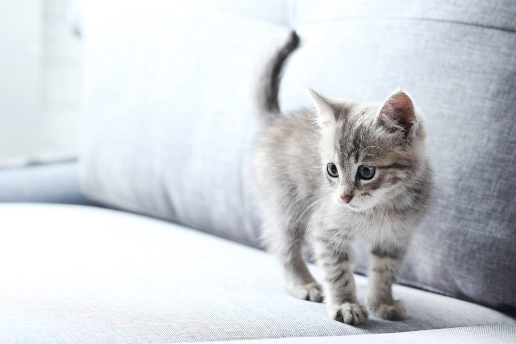 Darts baai Publiciteit Geslacht van een kitten bepalen: waar moet ik op letten? | zooplus