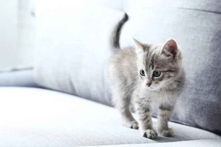 geslacht van een kitten bepalen