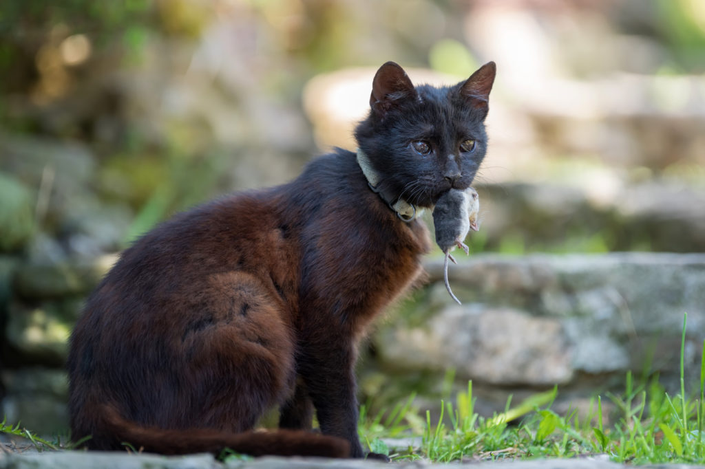 katten jagen katten jagen