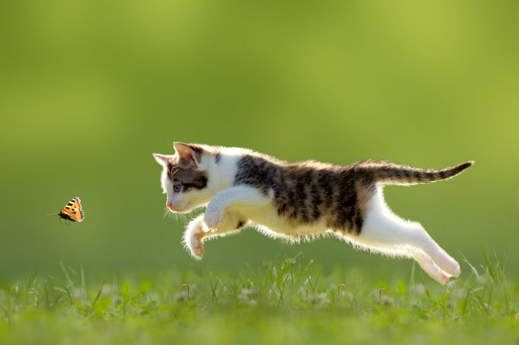 katten jagen