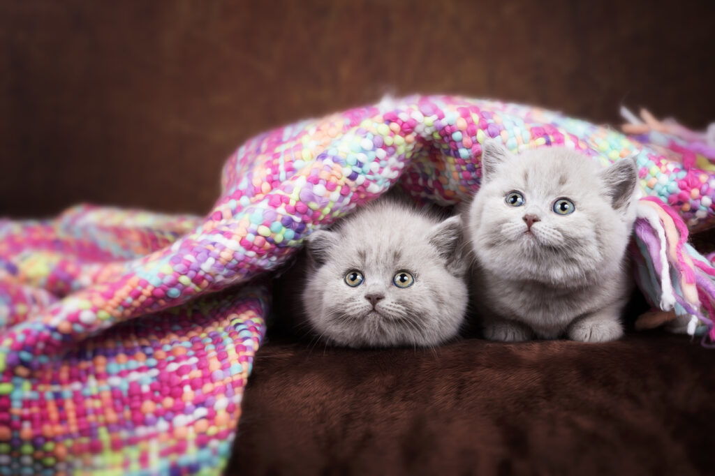 geslacht van een kitten bepalen geslacht van een kitten bepalen