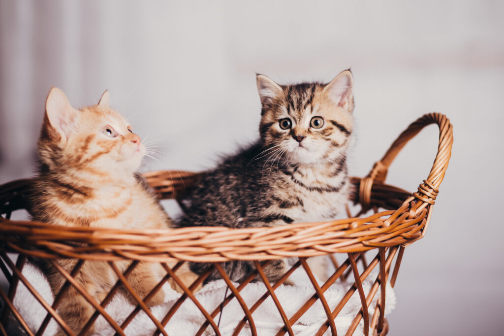 geslacht van een kitten bepalen geslacht van een kitten bepalen