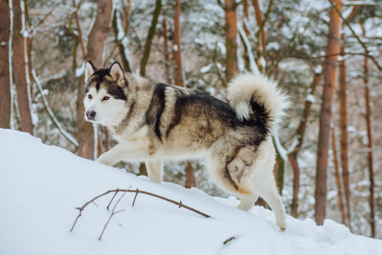 alaska malamute