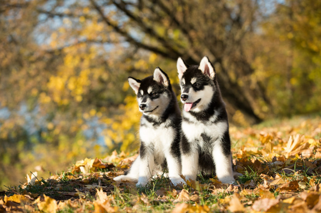 alaska malamute